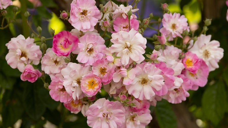 A cluster of pink Summer roses in the Rose Garden at Polesden Lacey
